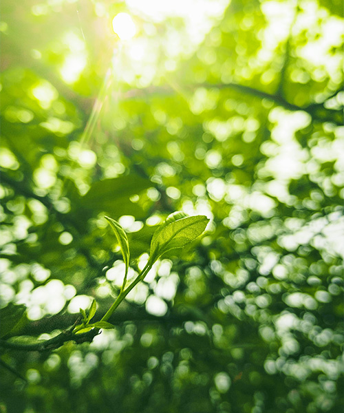 M&eacute;ditation du jour